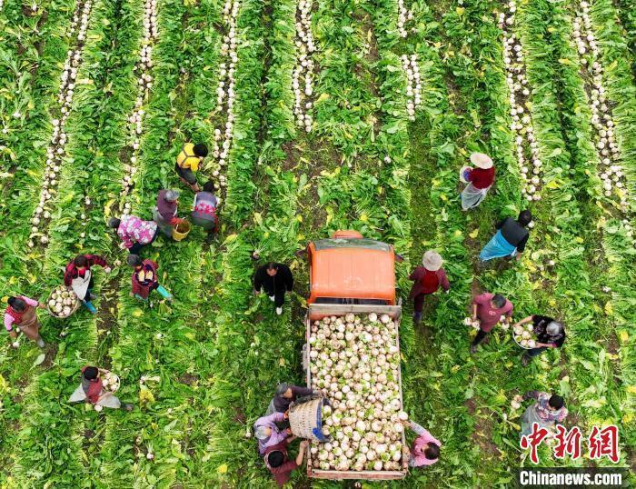 资料图:村民在采收白萝卜。 资料图:村民在采收白萝卜。